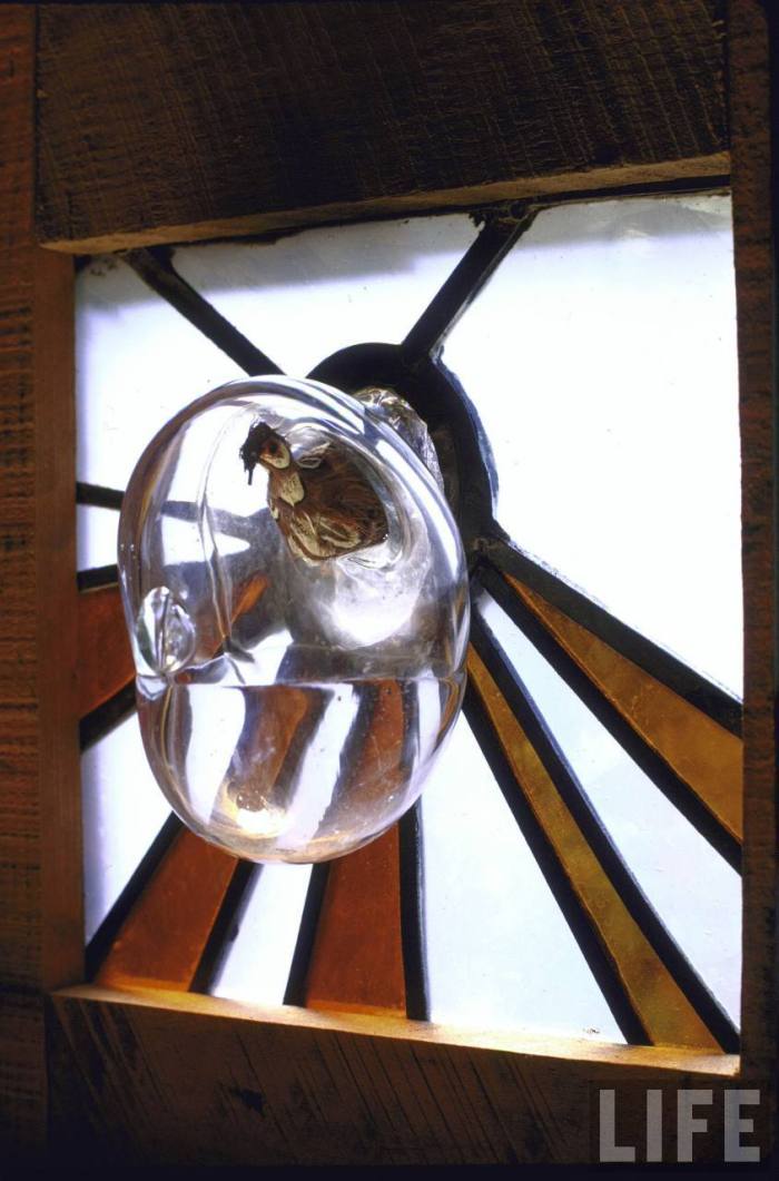 Here, a glass bubble serves as a birdhouse (though the bird pictured is stuffed).